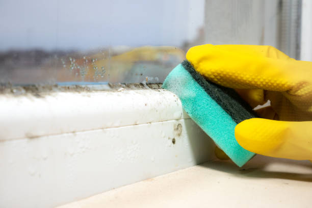 Best Residential Mold Removal  in Taylor Creek, OH