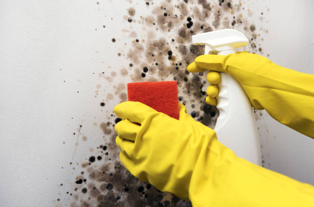 Best Mold Damage Repair  in Taylor Creek, OH