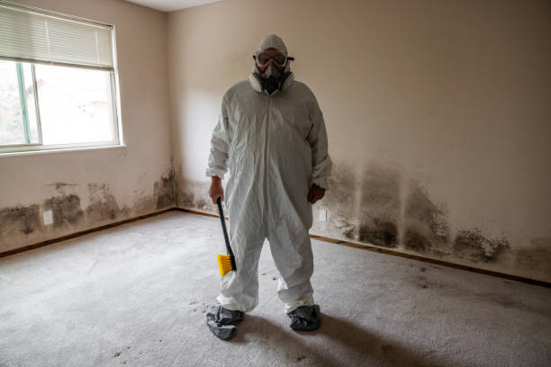 Best Mold Damage Repair  in Taylor Creek, OH