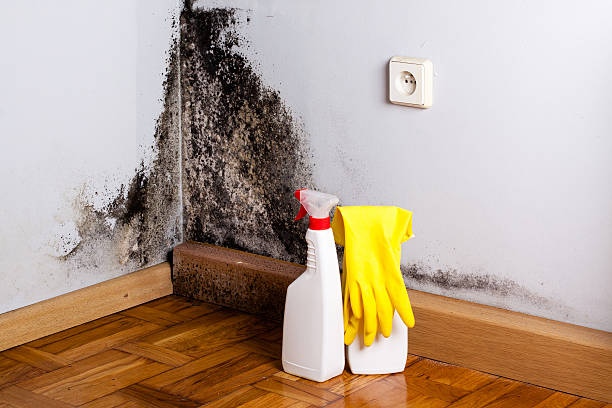 Best Certified Mold Removal  in Taylor Creek, OH